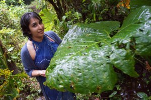 An elephant ear and me
