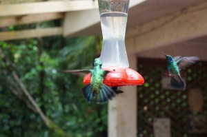 Hummingbirds!