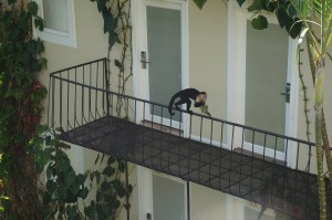 Monkey on the balcony