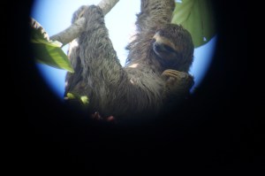 Three-toed sloth!