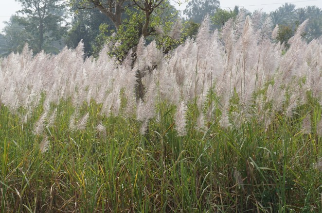 Sugar cane flowers