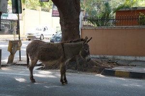 Donkey on 4th Main Road
