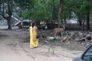 Amma approaching a deer at IIT
