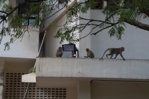 Monkeys on the IIT Administration Building