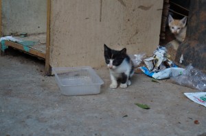 Kittens near the IIT Administration Building