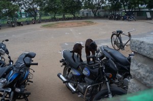 Goat kids on two-wheelers near the Shore Temple