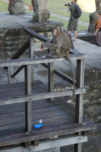 Monkey at Angkor Wat
